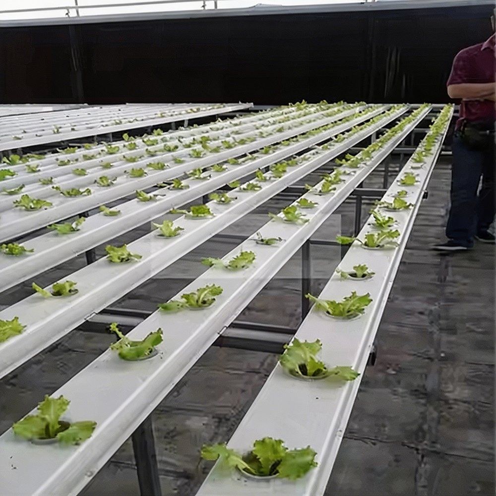 Hydroponic channel rows running down a growing bay with the crop set out