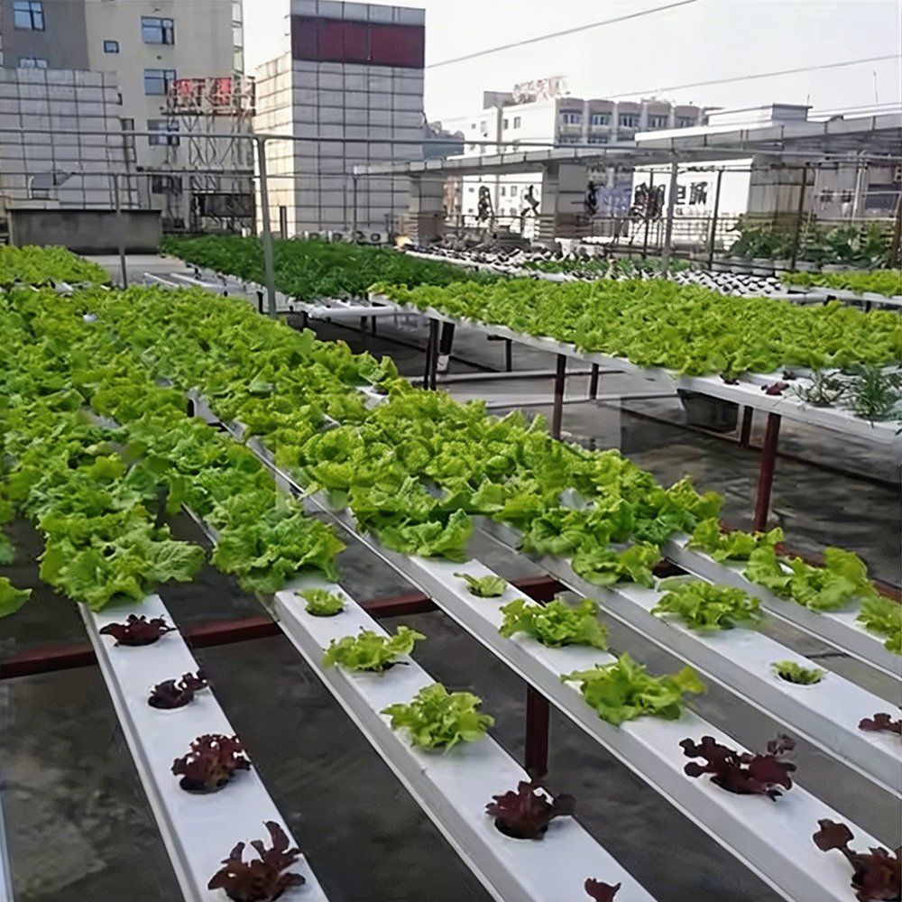 Leafy crops planted along rows of white hydroponic channels