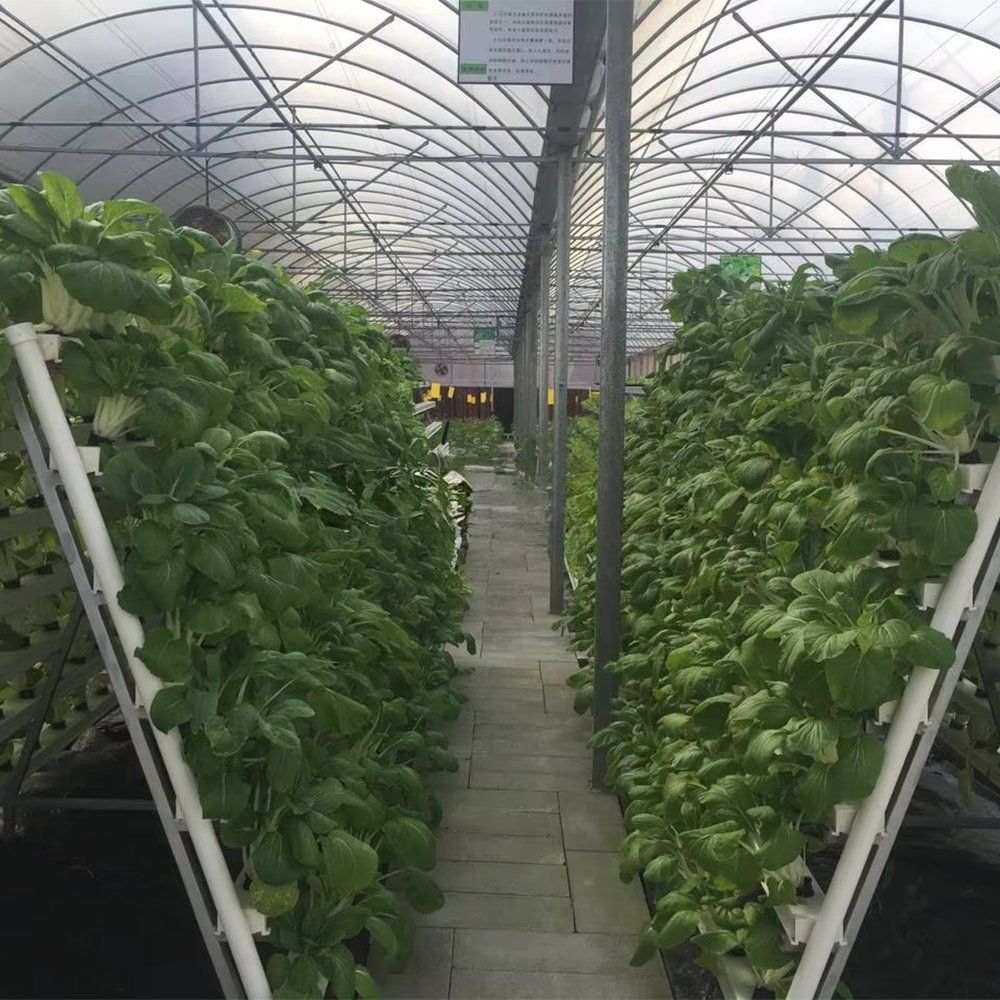 Crop rows growing inside a multi span greenhouse