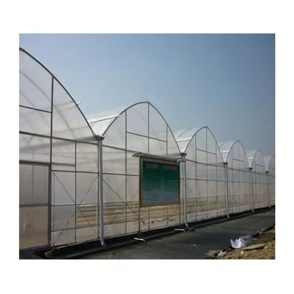 Commercial Multi Span Greenhouse Structure with Roll Up Sides