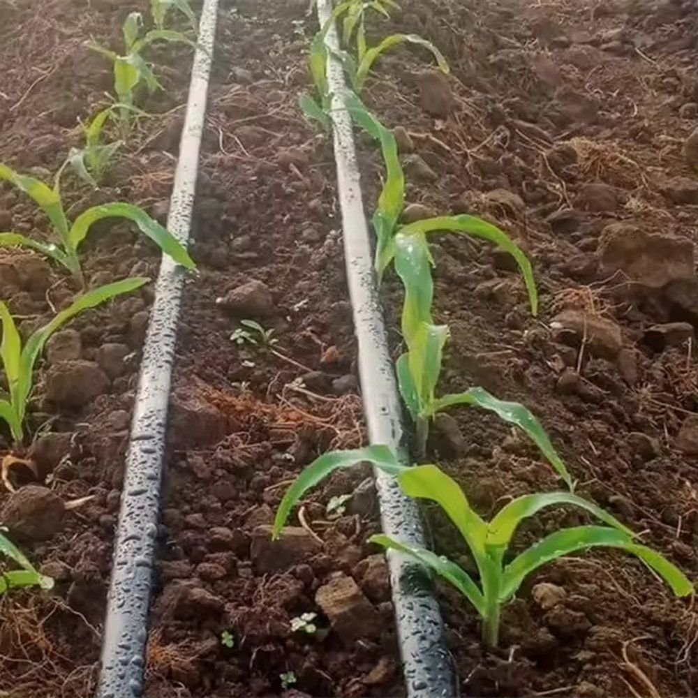 Drip tape laid between rows of maize in a cultivated field