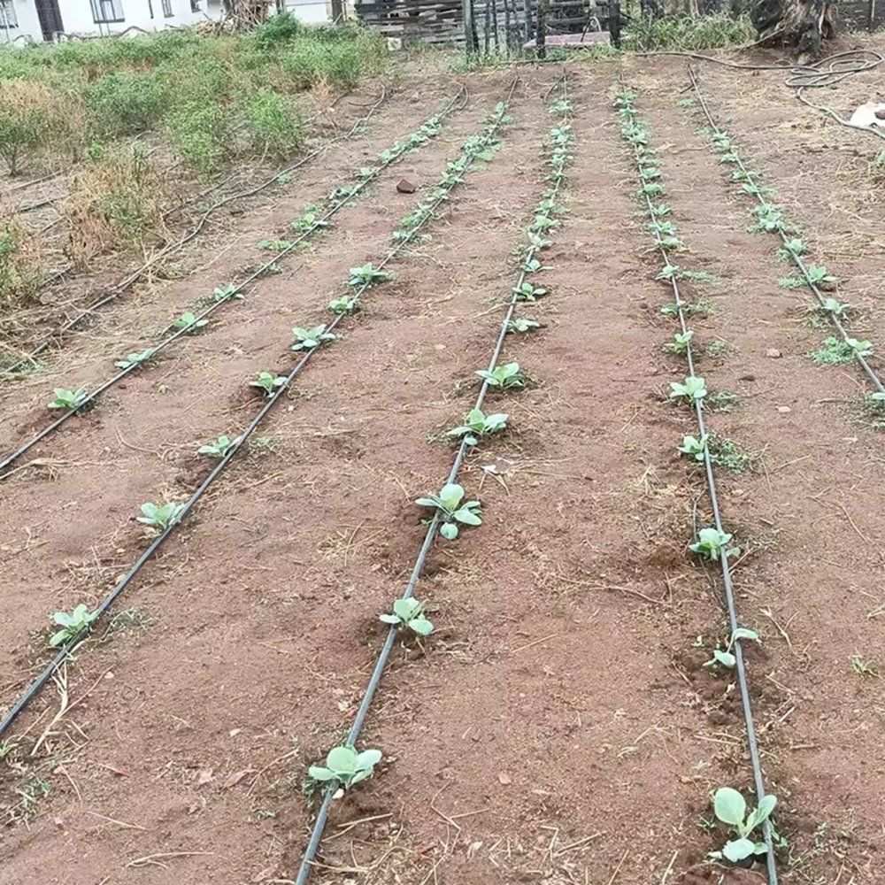 Rows of young vegetable plants in a field with drip tape laid along each row