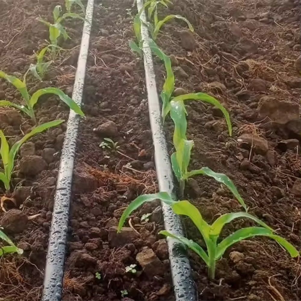 Drip tape laid between rows of maize in a cultivated field