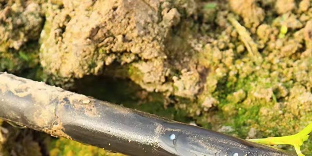 Drip line buried in the soil at the edge of a field