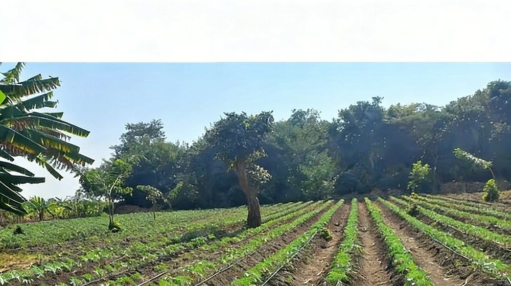 Field of vegetable rows with drip tape laid along the beds