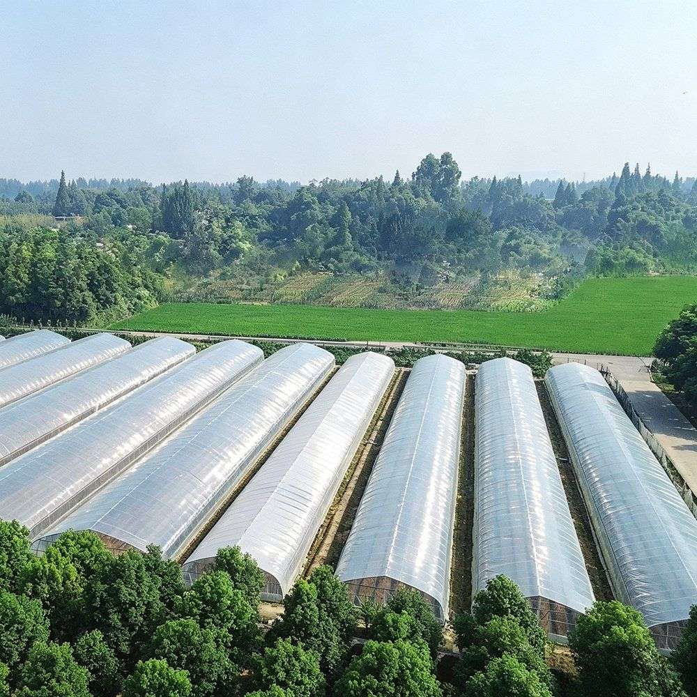 Group of arched film greenhouses on a flower growing site