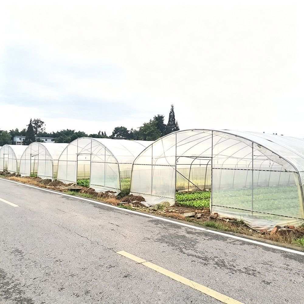 Single Span 6m Flower Greenhouse with Hot Dip Galvanized Steel Frame