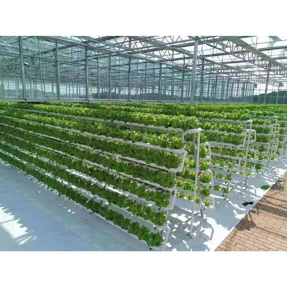 Lettuce growing on tiered hydroponic racks inside a glass greenhouse
