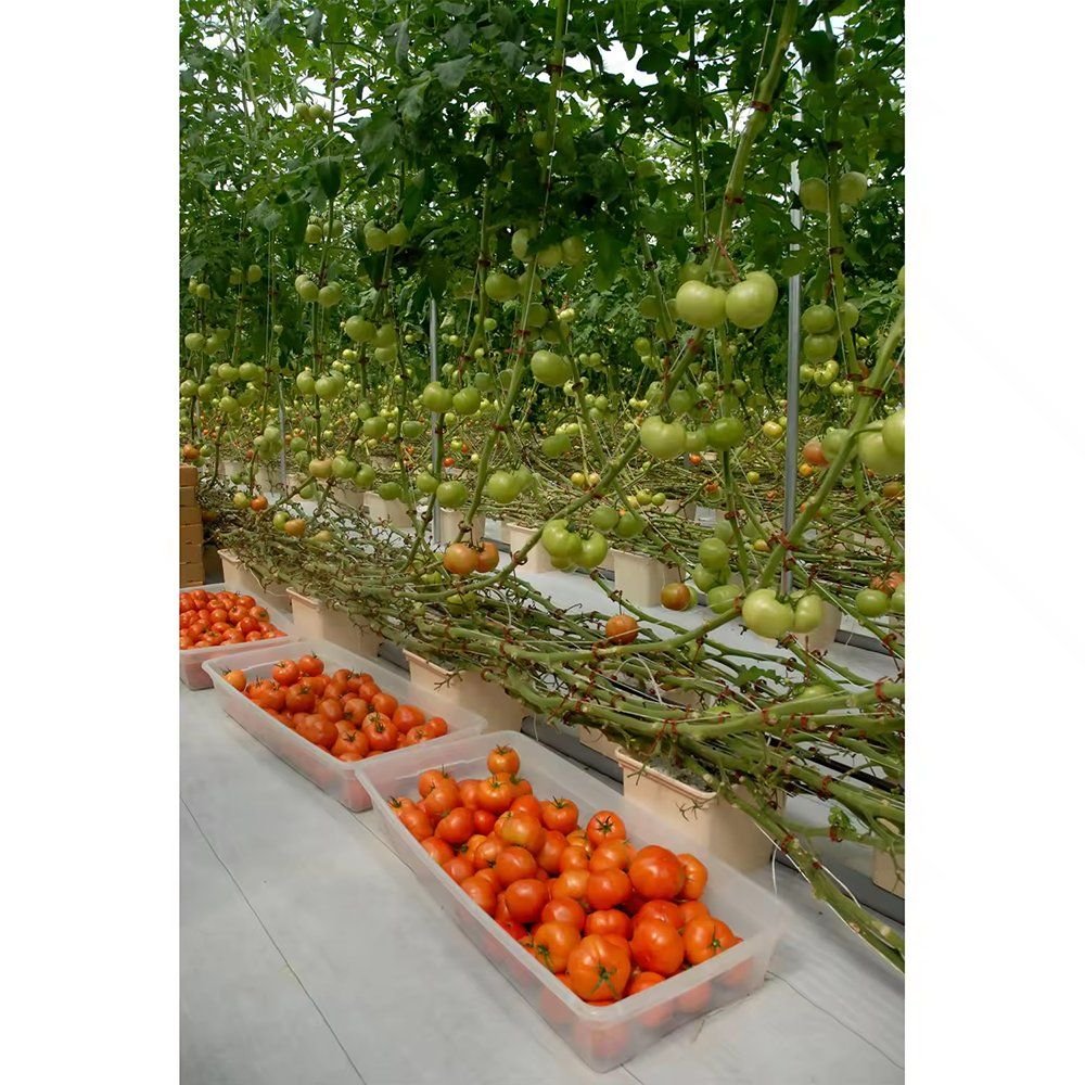 Tomato plants in rows with harvested fruit in crates inside a glass greenhouse