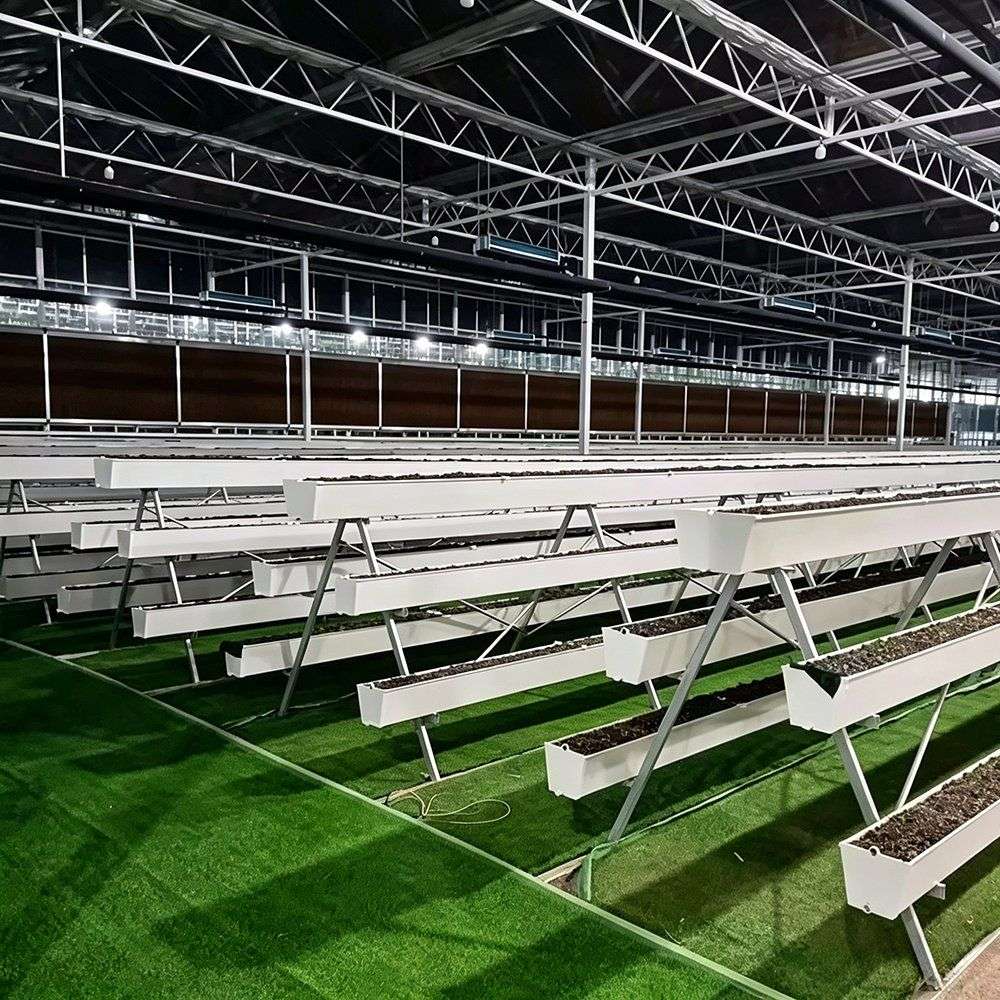 Rows of white growing troughs under a wide span roof