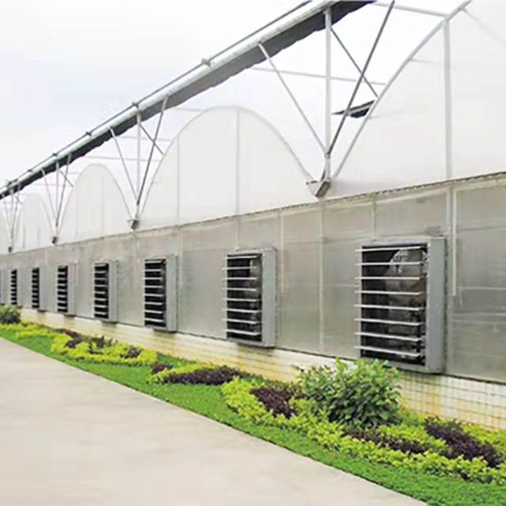 Exhaust fans set into the side wall of a multi span greenhouse