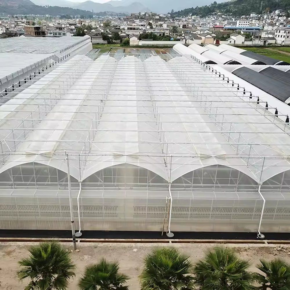 Gothic Multi Span Greenhouse with Hydroponic System for Tomato Growing