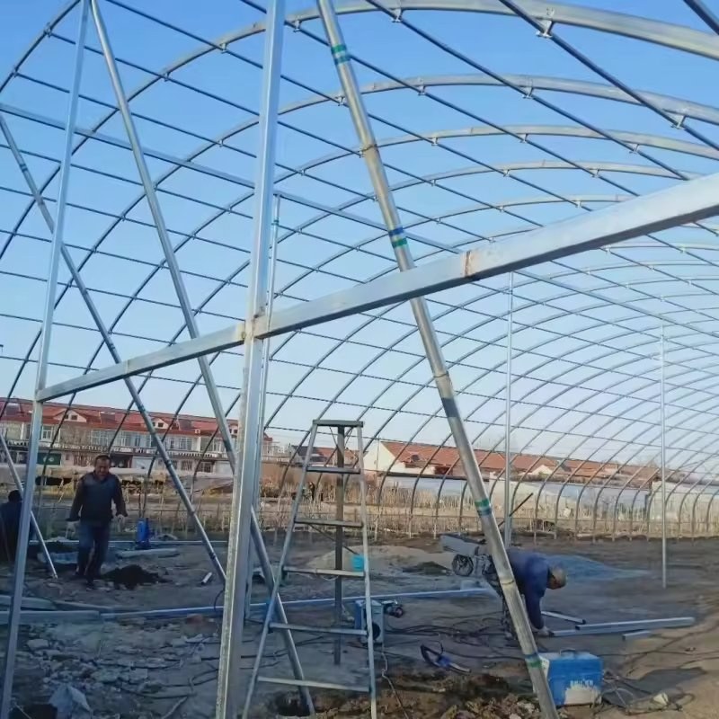 Steel frame of a multi span greenhouse being erected on site