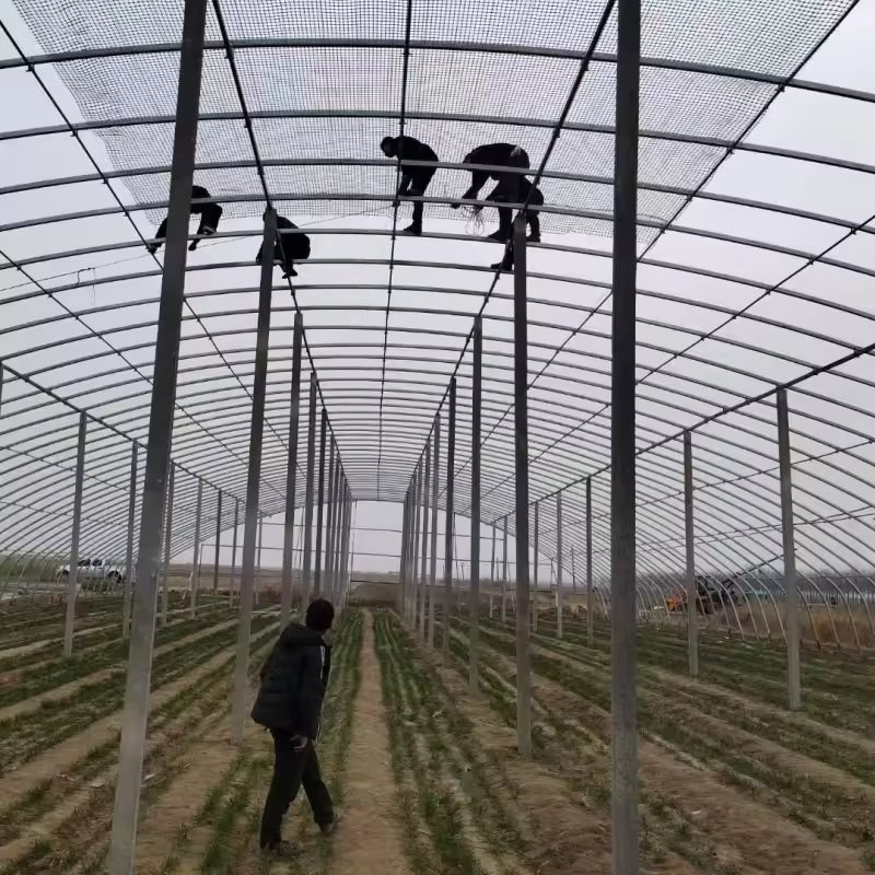 Workers fitting shade netting to the frame of a large greenhouse
