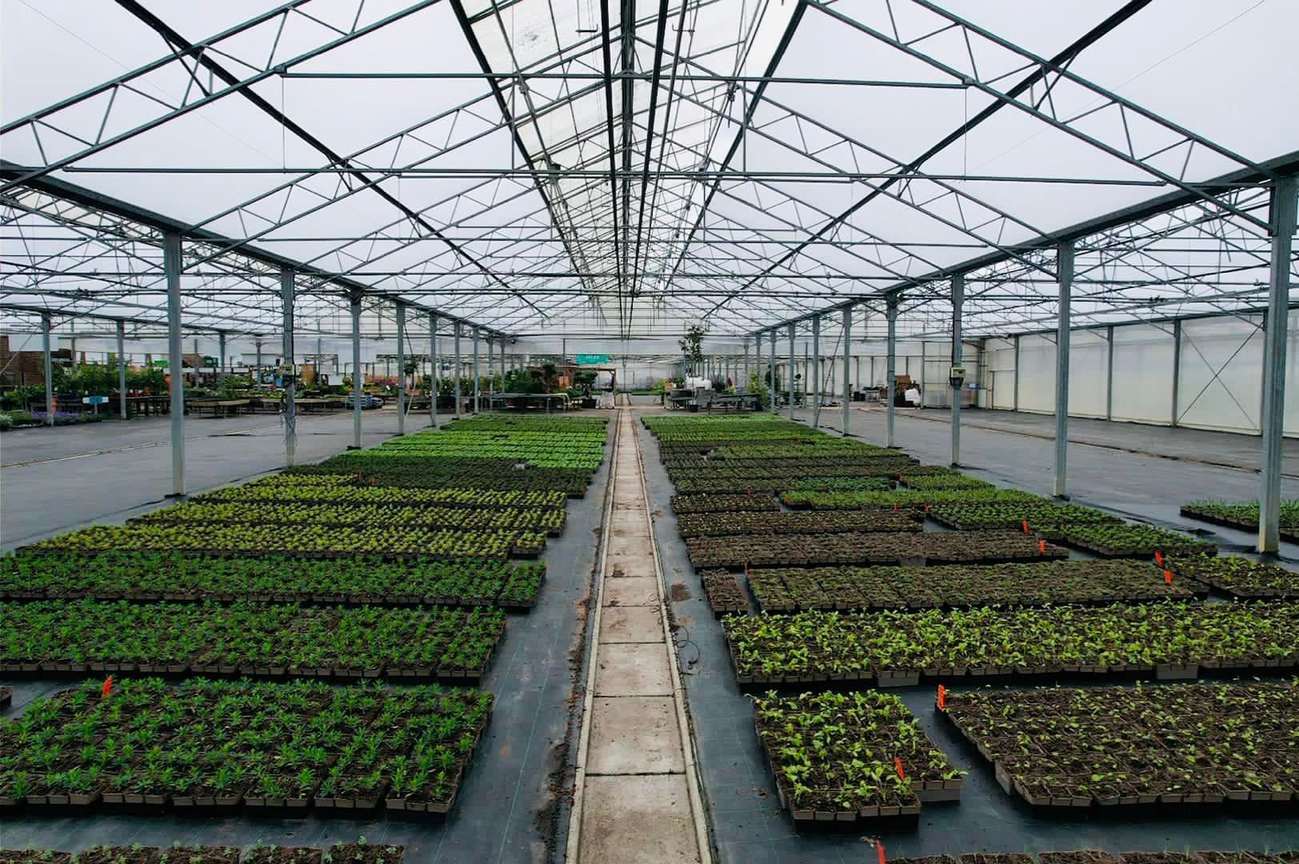 Gothic Sawtooth Greenhouse for Commercial Tomato Farms and Project Buyers