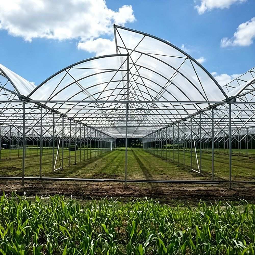 Multi span greenhouse with a steep roof and crop rows inside