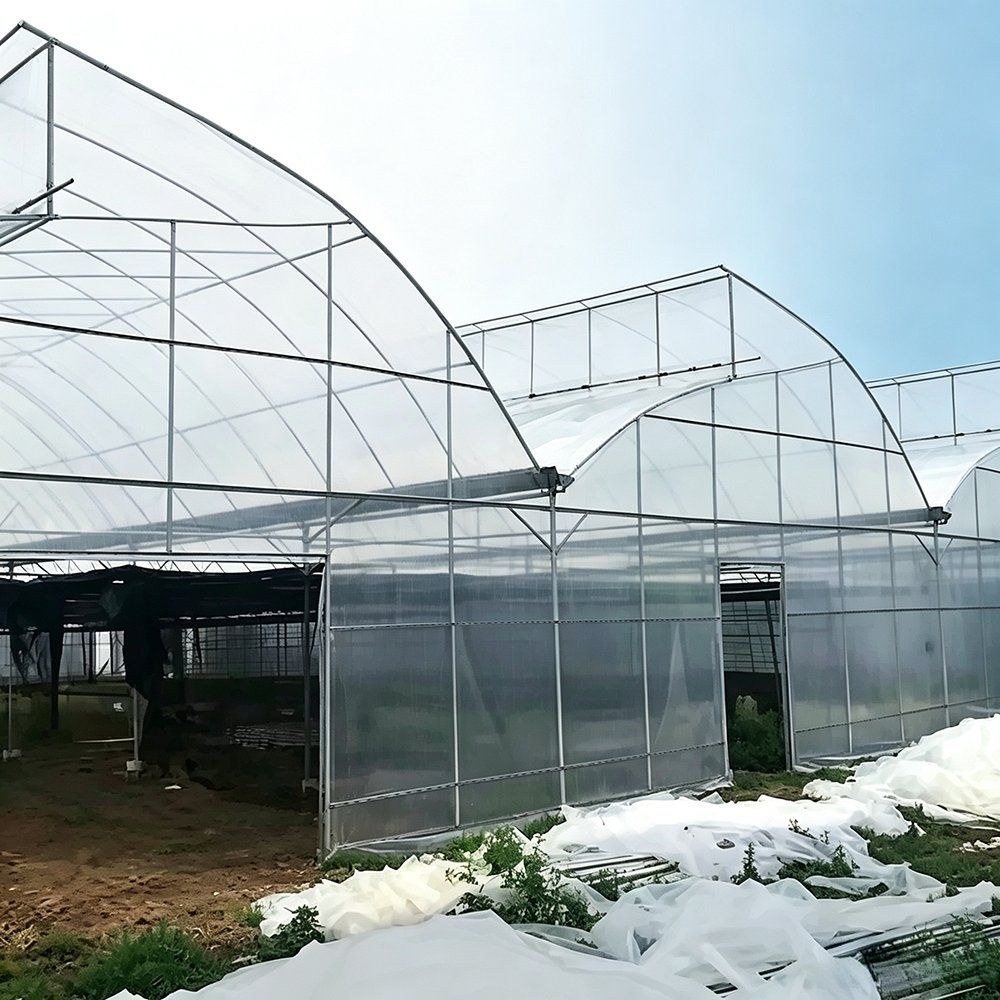 Multi span greenhouse with a steep serrated roof profile on a farm