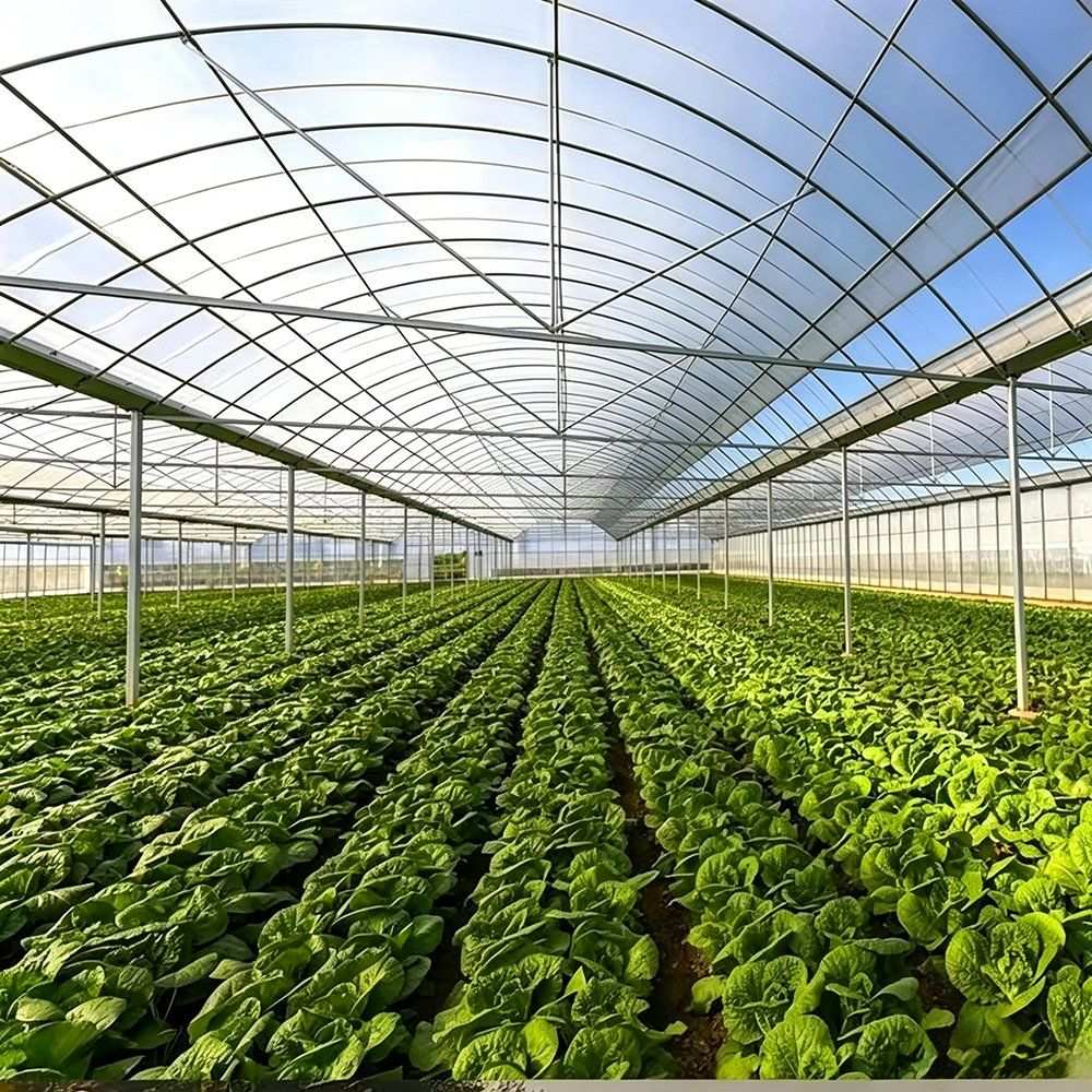 Rows of leafy crops growing inside a multi span greenhouse
