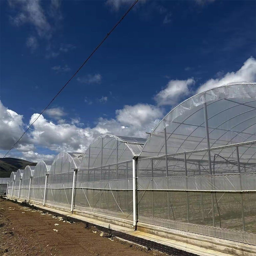 A row of arched film greenhouses under a blue sky