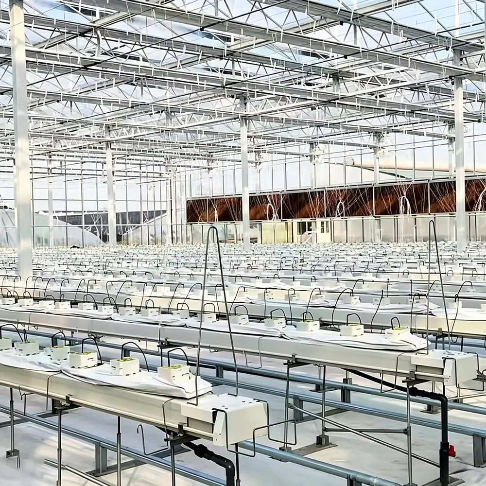 Long rows of white hydroponic channels inside a large greenhouse