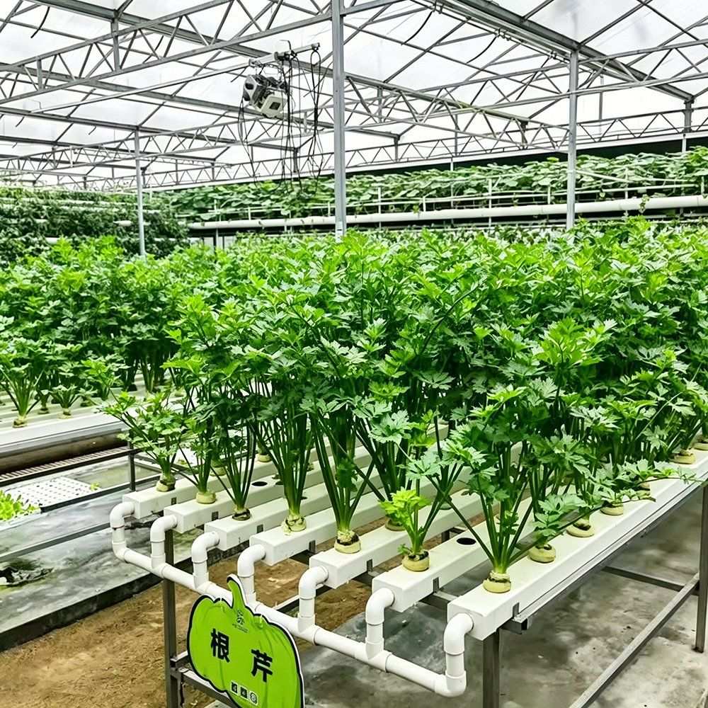 Leafy crops growing in rows on a recirculating hydroponic system