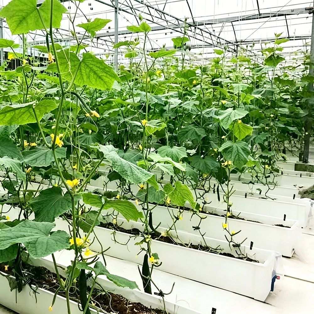 Vine crop growing on a recirculating hydroponic channel system