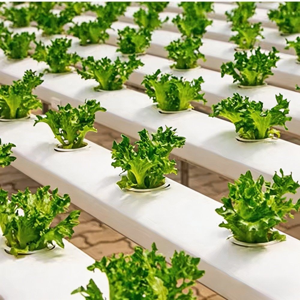 Leafy crops growing in white channels on a rolling hydroponic rack