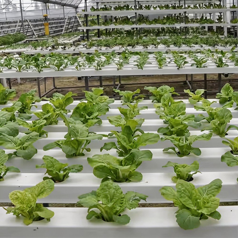 Growing racks with leafy crops inside a large greenhouse structure