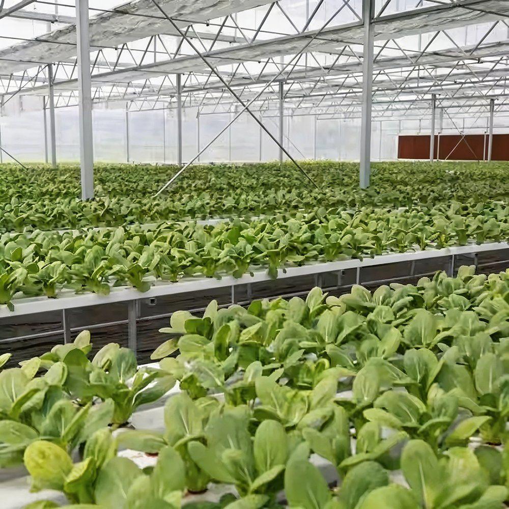 Wide span greenhouse interior with long rows of crops on growing racks