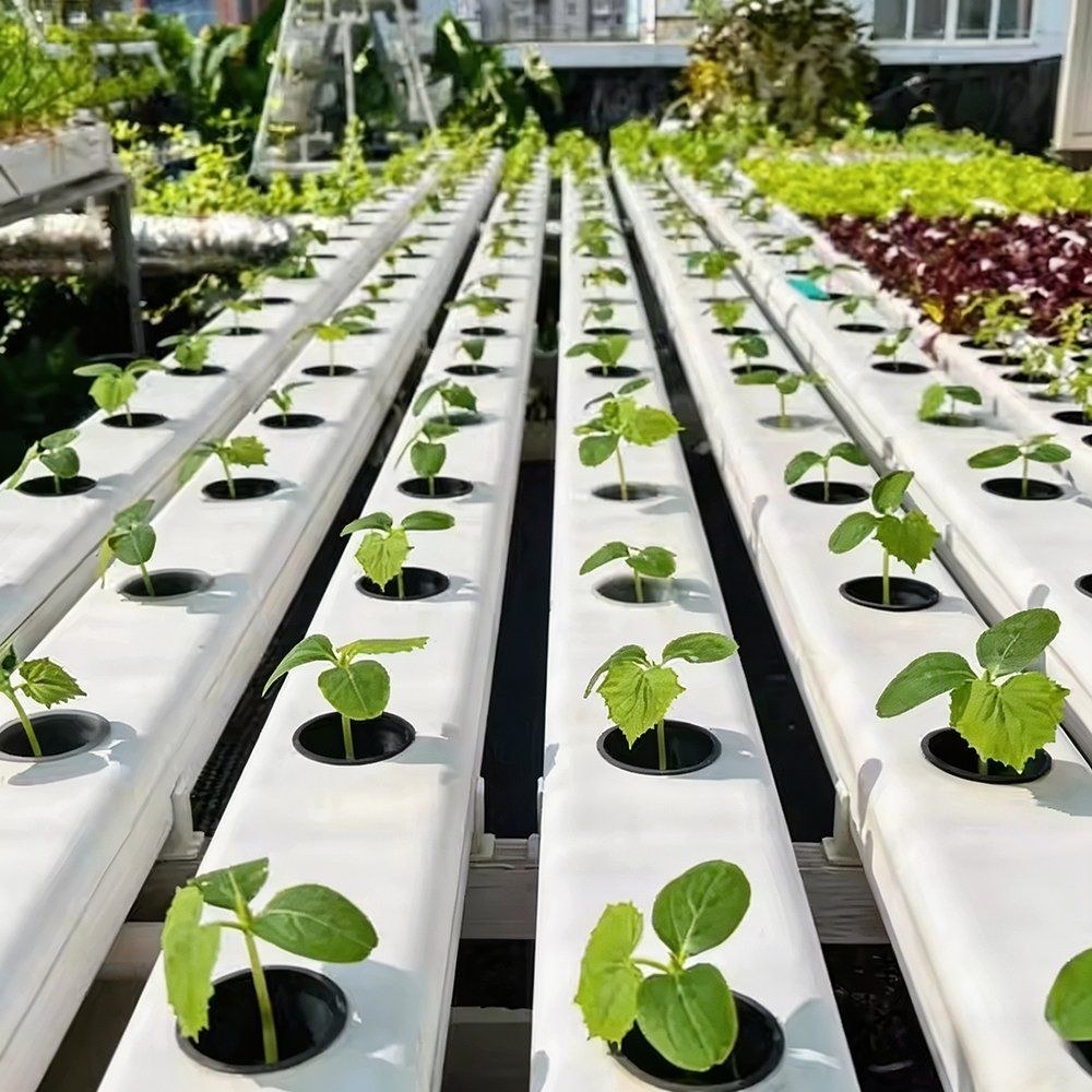 Mobile Rack Hydroponic Growing System for Tomato and Cucumber Production