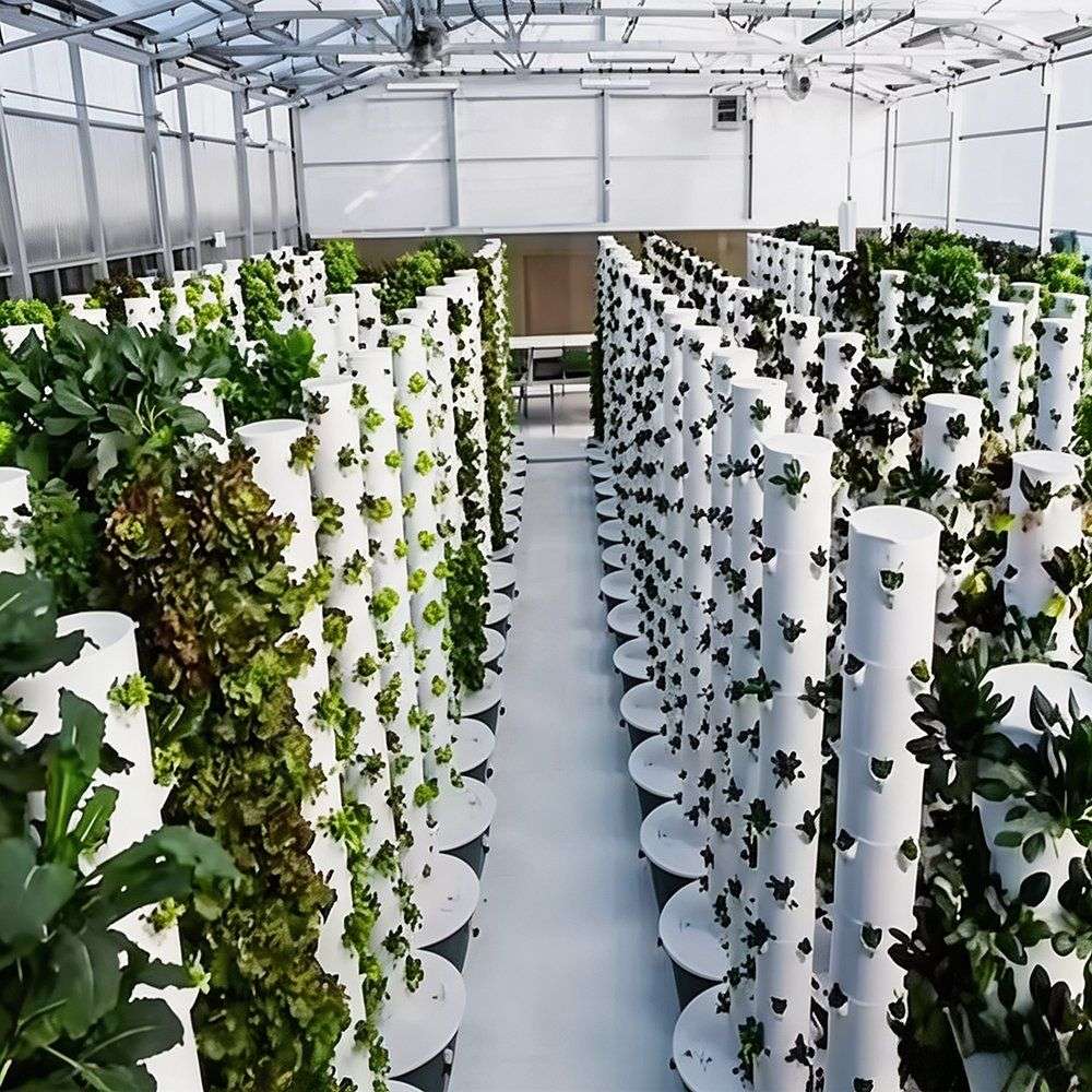 Hydroponic towers in rows with plants at each level