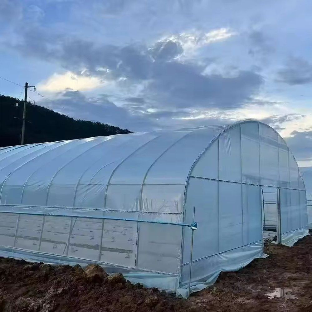 Film covered greenhouse photographed at dusk with crops inside