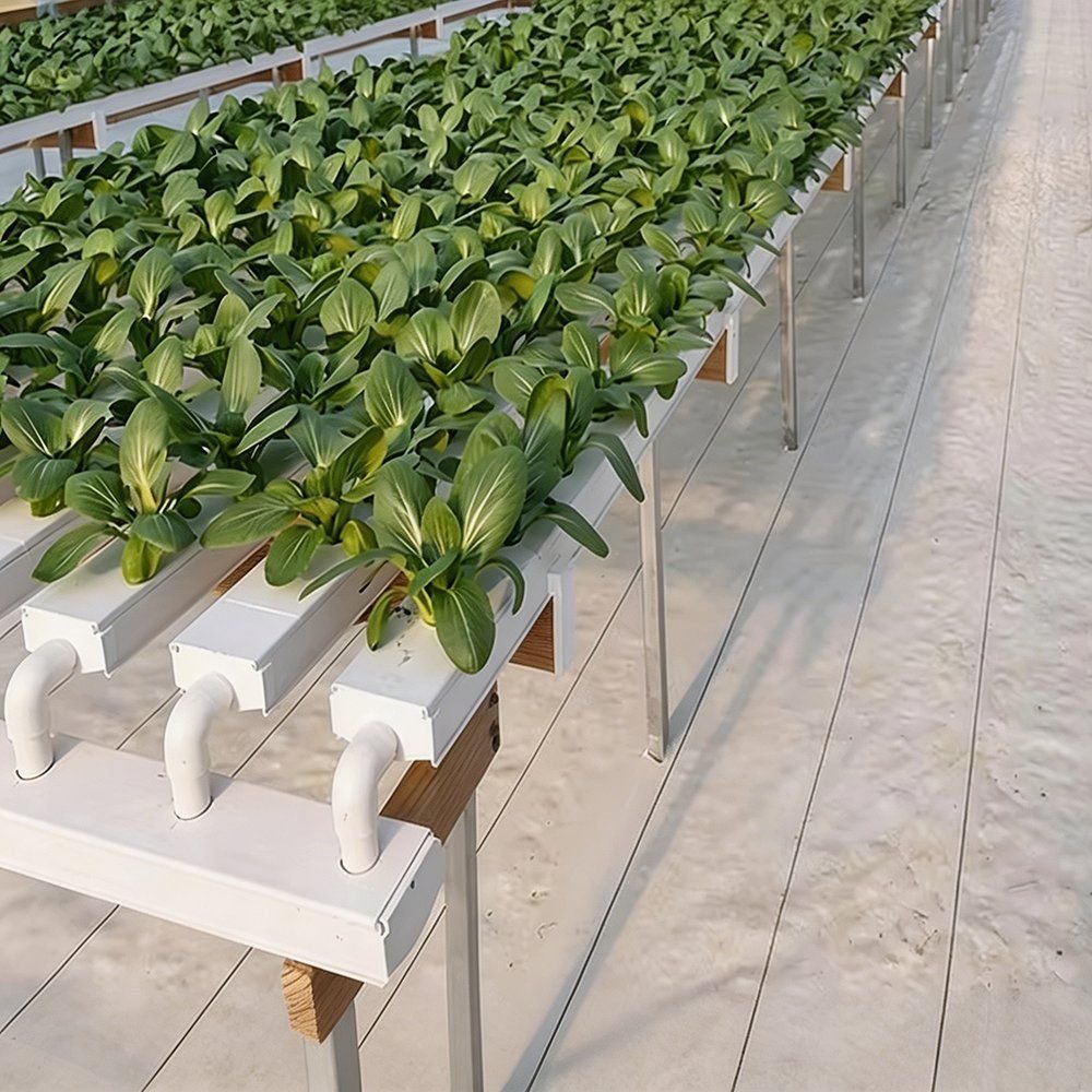 NFT channels carrying lettuce on benches in a growing house
