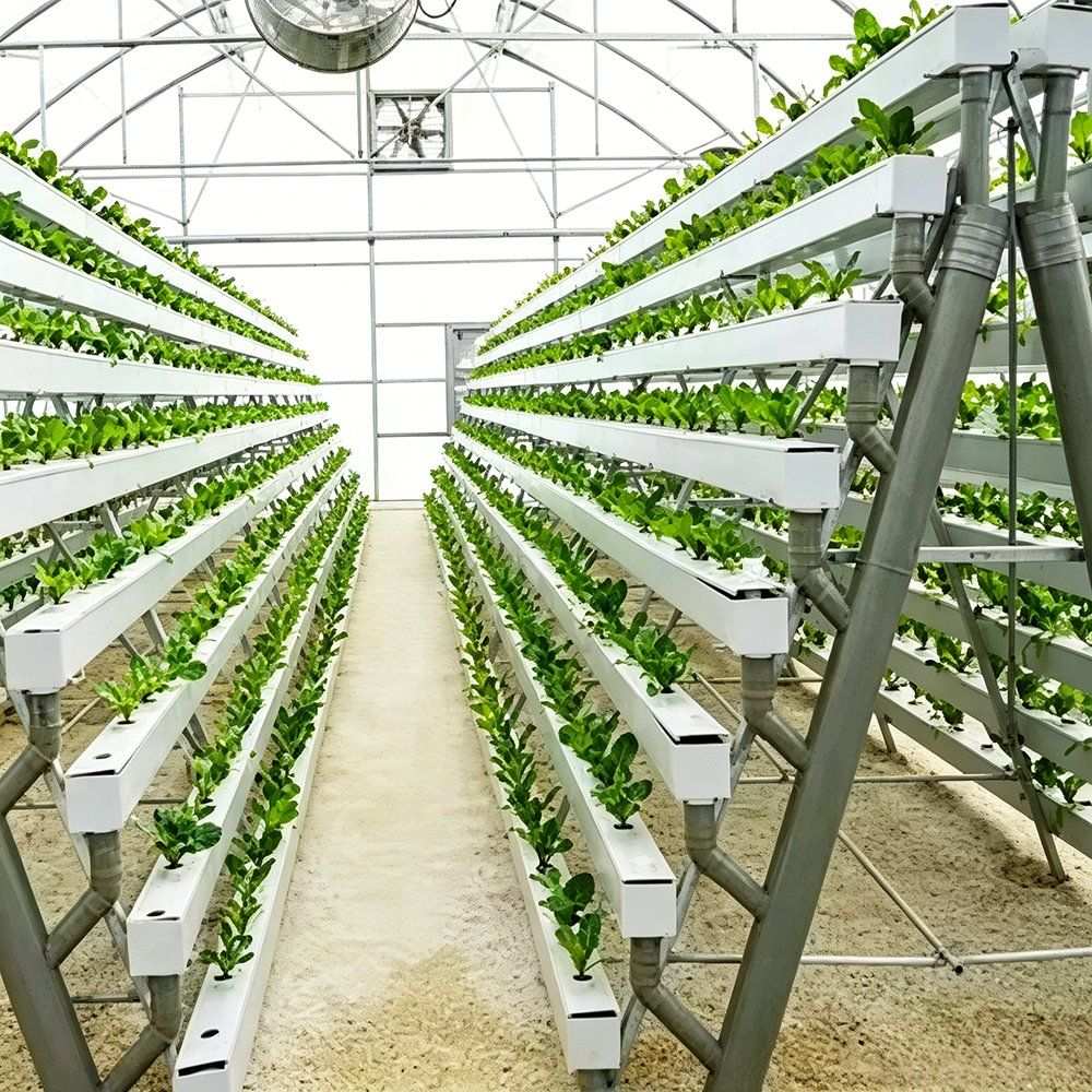NFT channels carried on A frame stands in a greenhouse