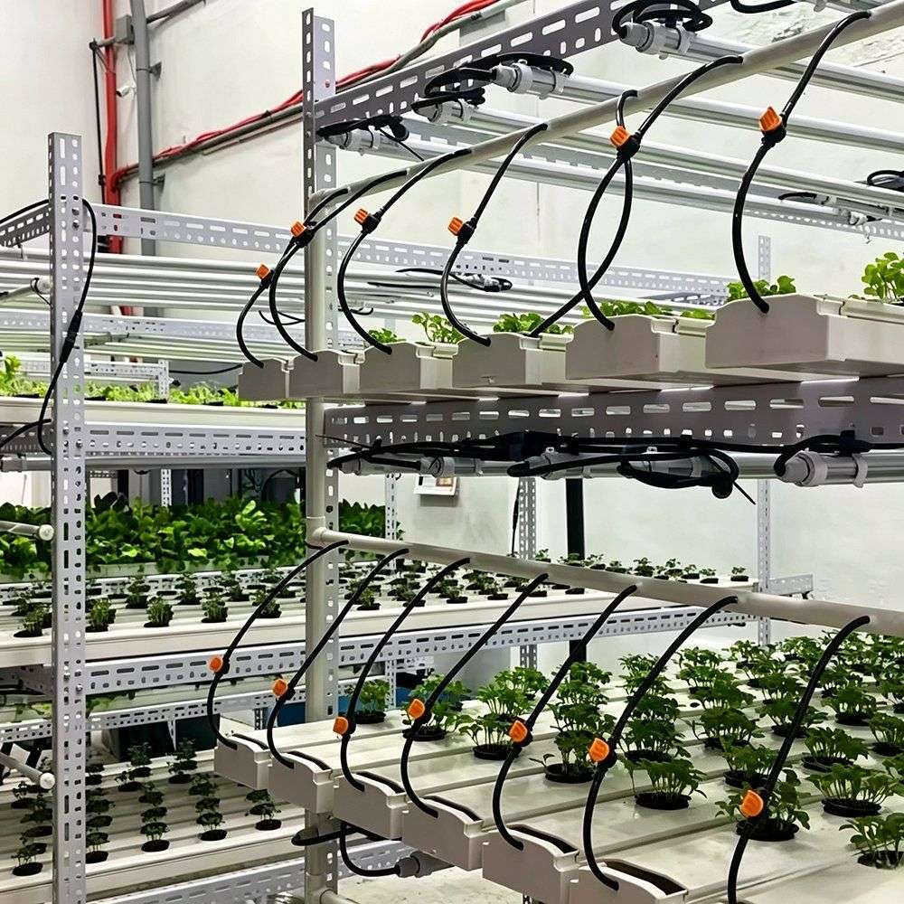 Multi tier growing rack with feed lines and leafy crops