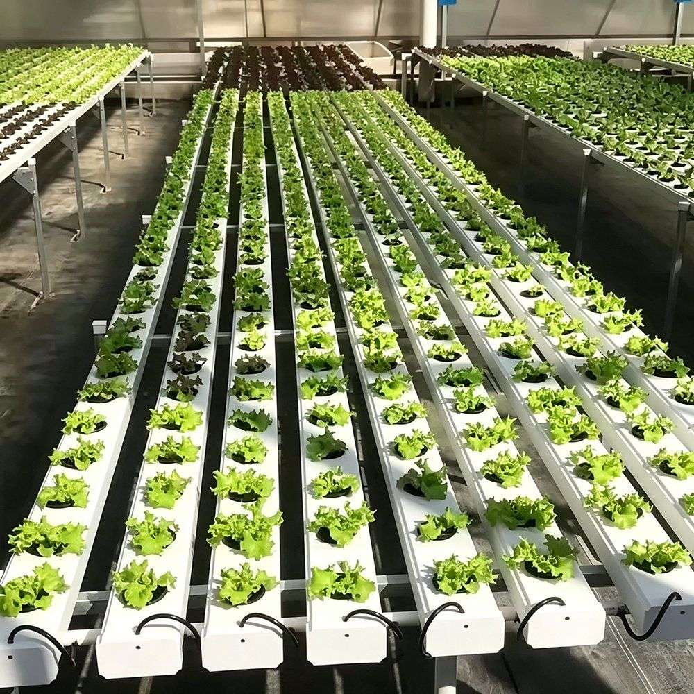 Rows of white hydroponic channels carrying leafy crops in a greenhouse