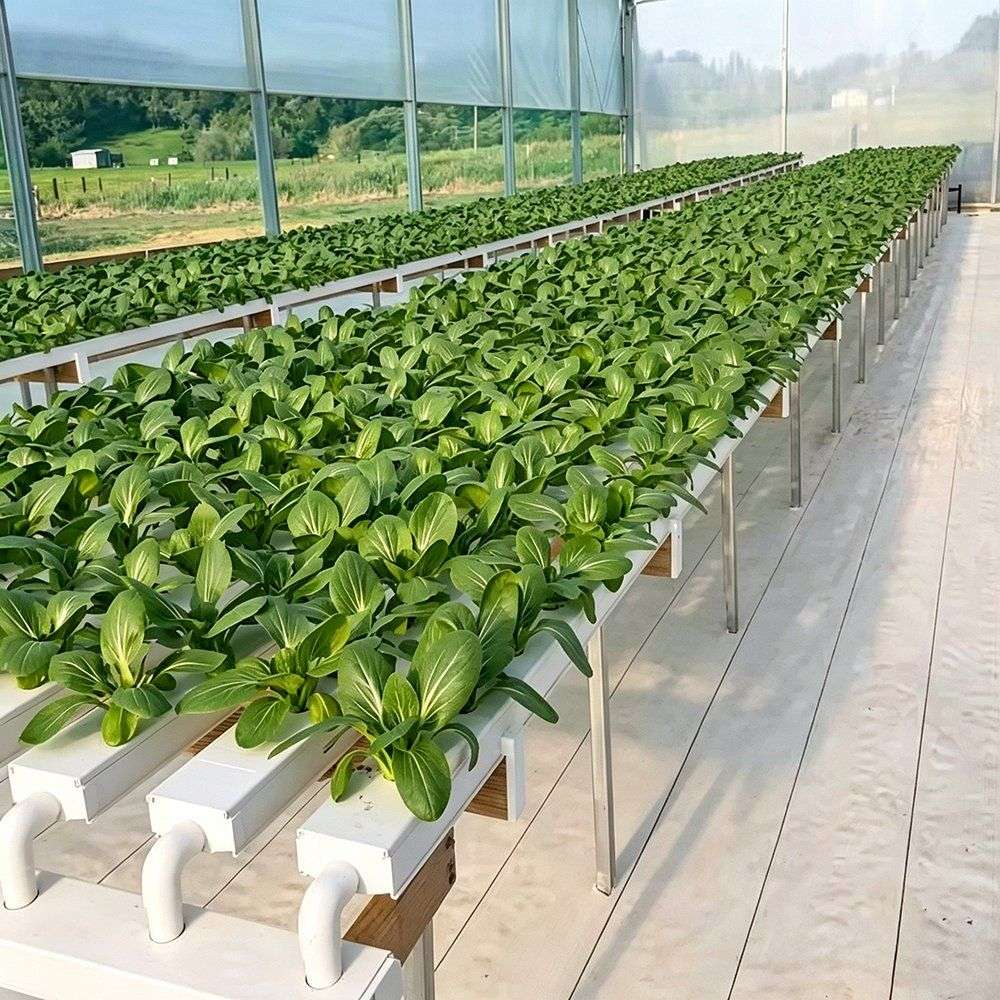 Dense rows of leafy crops growing on white hydroponic channels