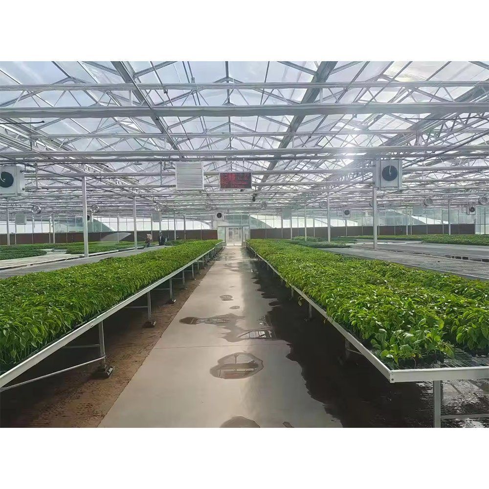 Rolling bench with a full tray of green seedlings in a greenhouse