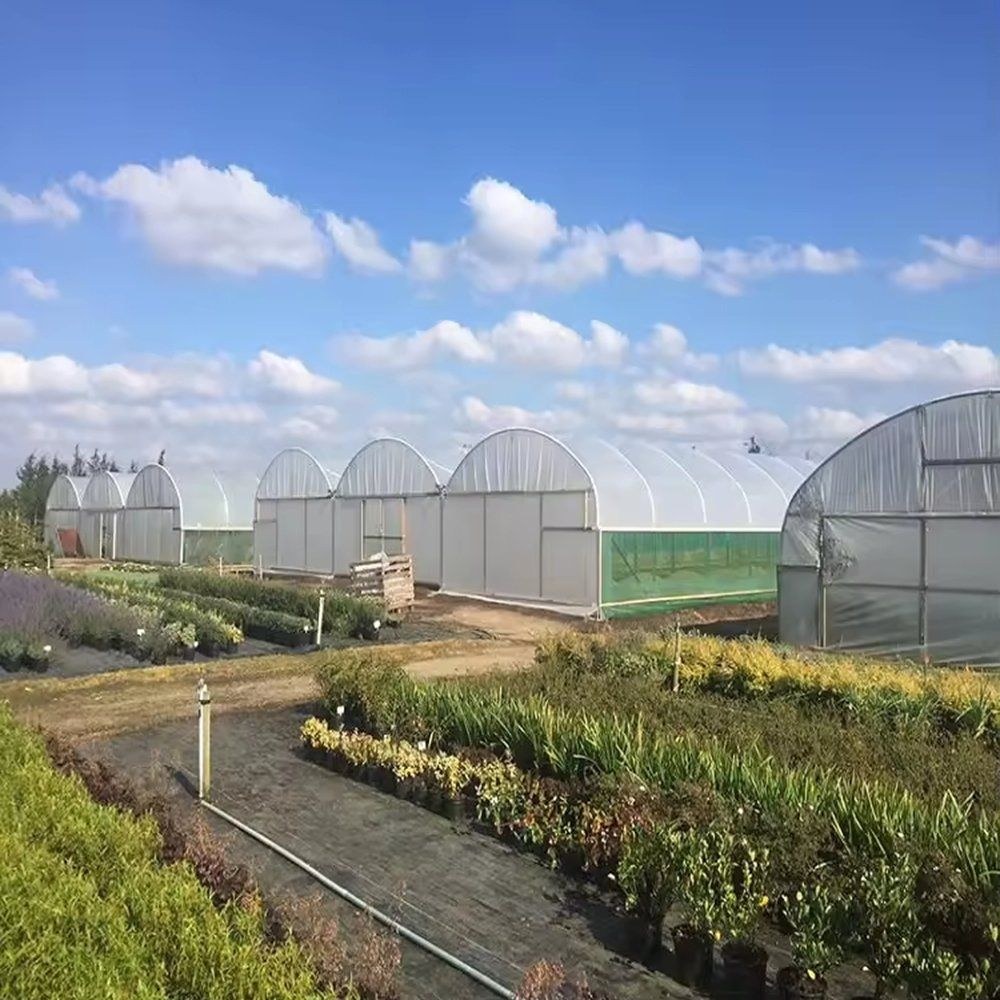 Several single span gothic greenhouses standing beside a cropped field