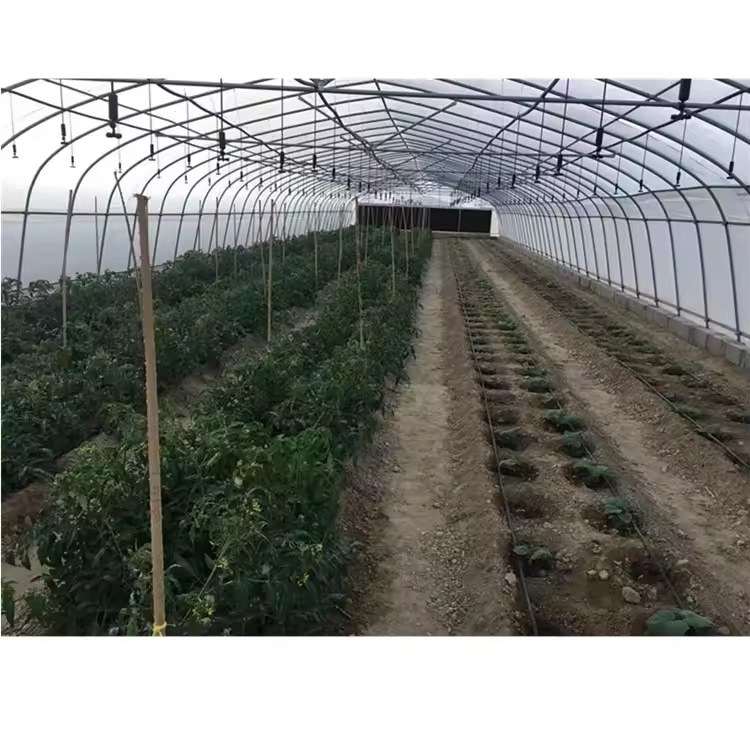 Steel arch frames and crop rows inside a single span greenhouse