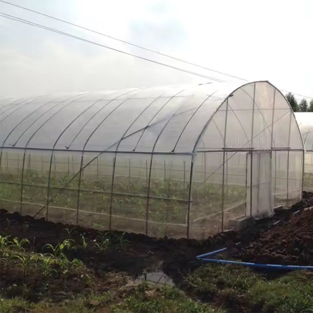 Single span film greenhouse with a crop growing inside