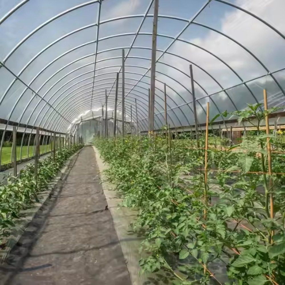 Tomato plants in rows along a walkway inside a single span greenhouse