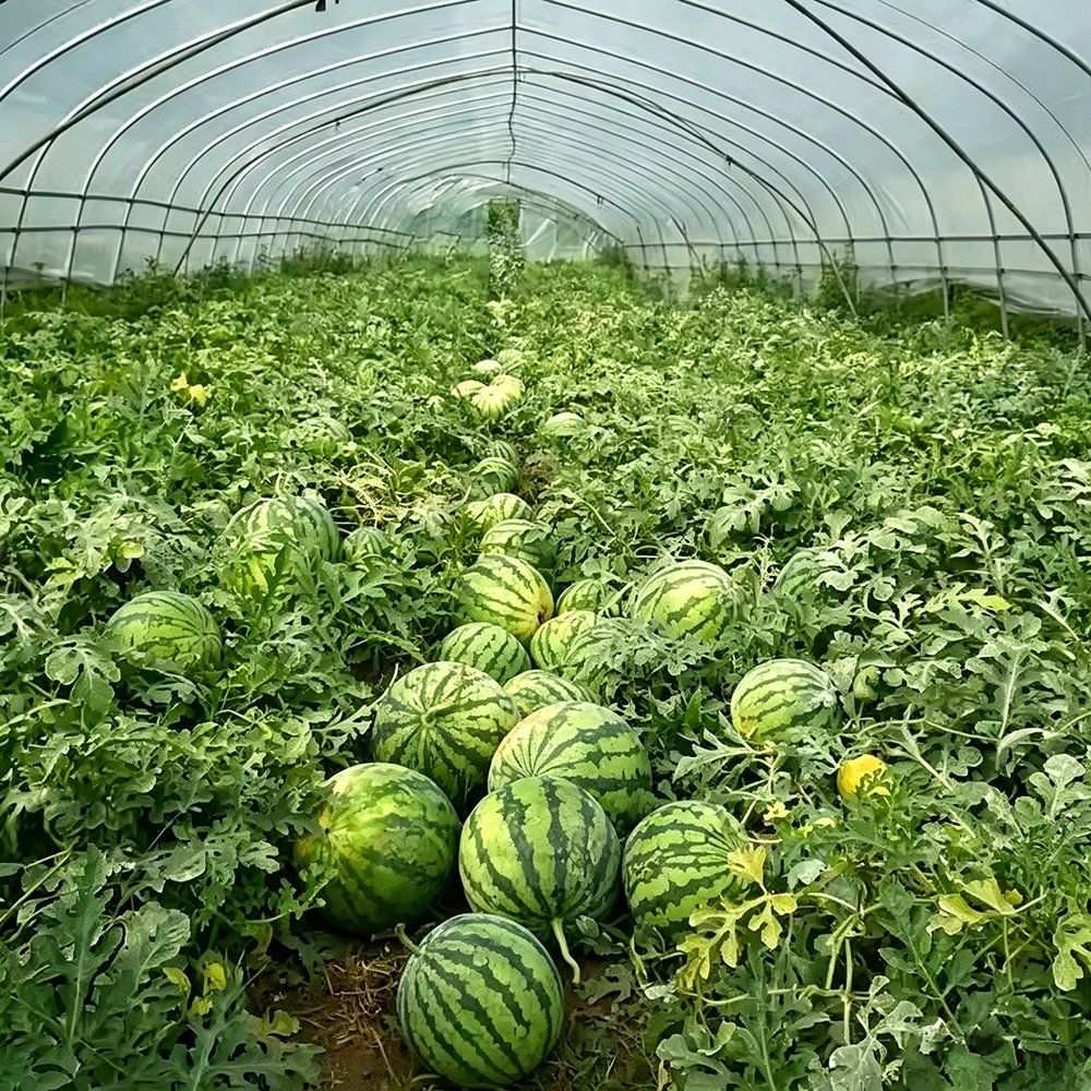 Dense crop growing inside a film covered single span greenhouse