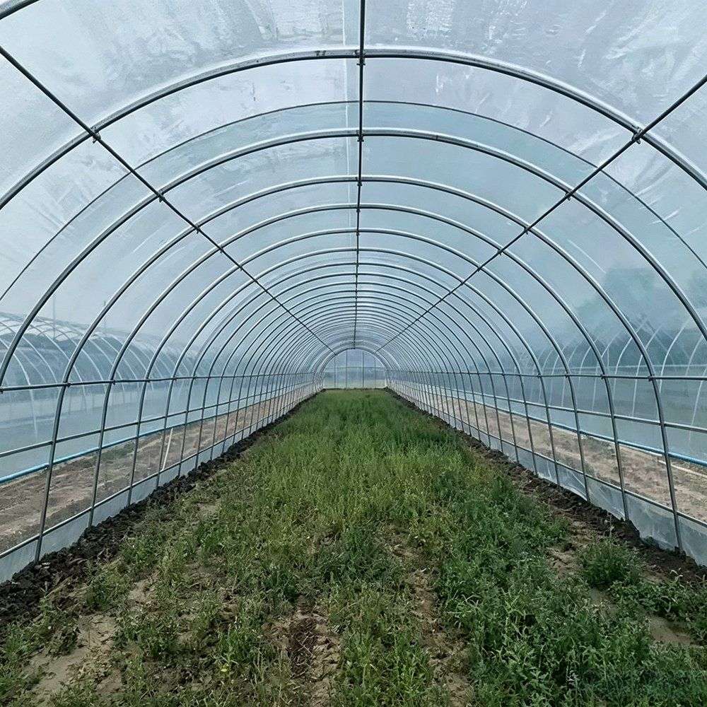 Steel arch frames and crop rows inside a single span greenhouse