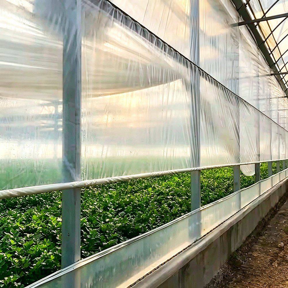 Side wall and crop rows inside a film covered single span house