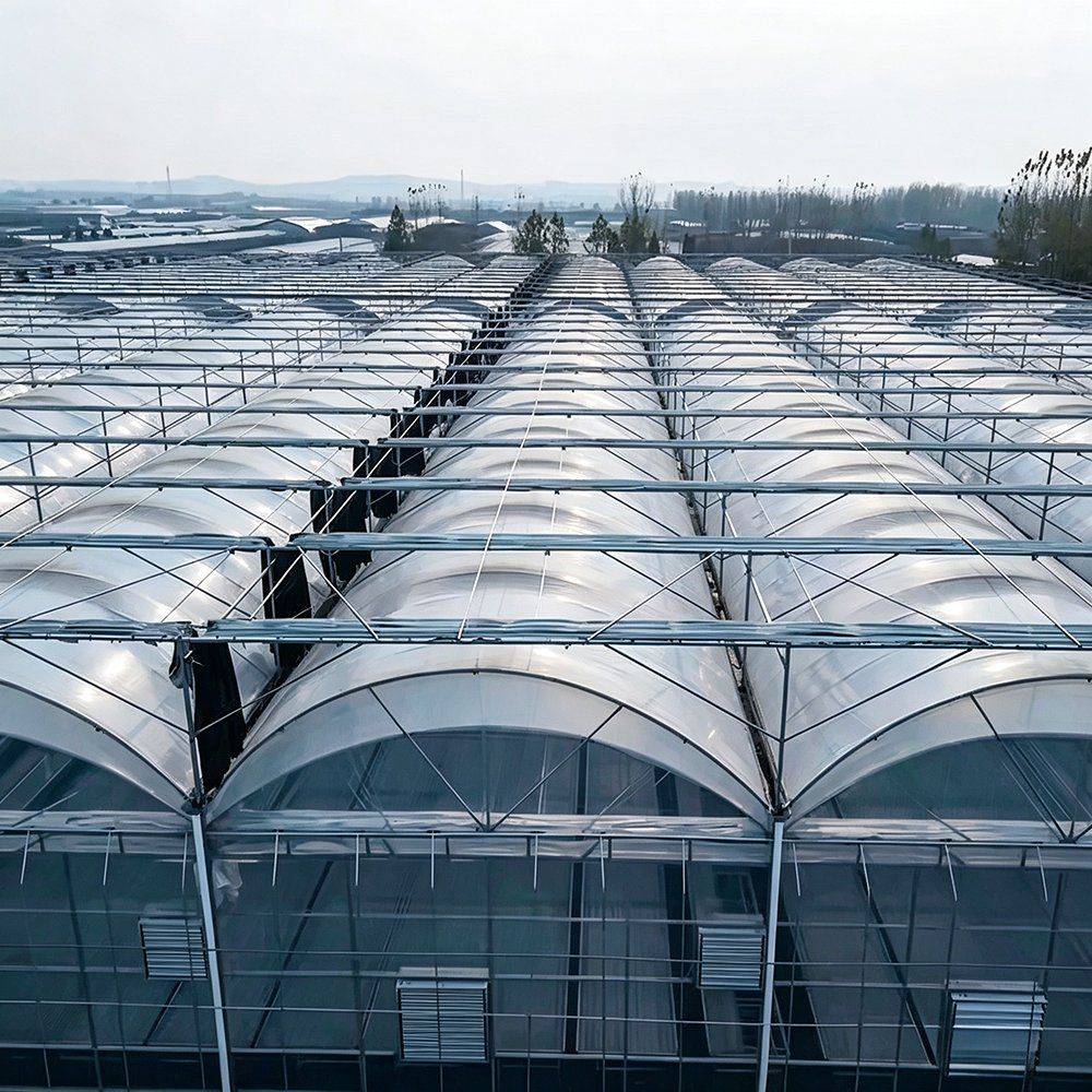 Several film greenhouses connected into a multi span growing block