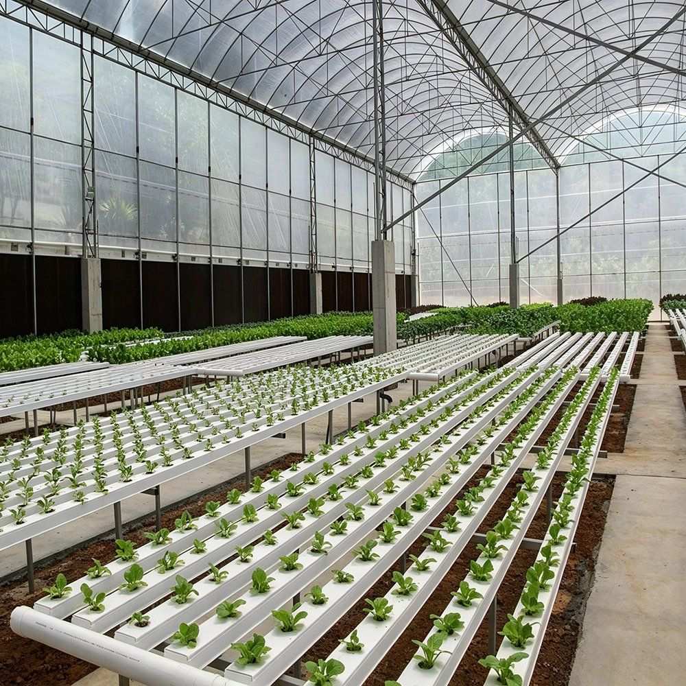 Long rows of white hydroponic channels carrying lettuce inside a greenhouse