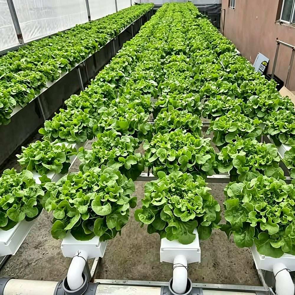 Close view of lettuce grown on white hydroponic channels