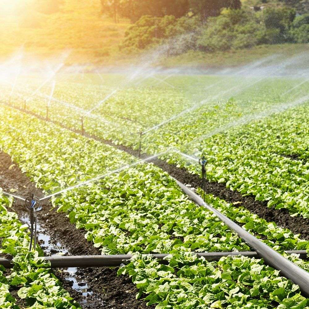 Micro sprinklers spraying a field of leafy crops in rows