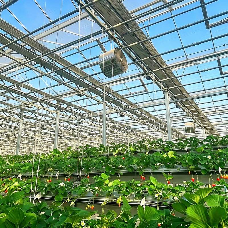Crop rows and equipment inside a steel framed greenhouse